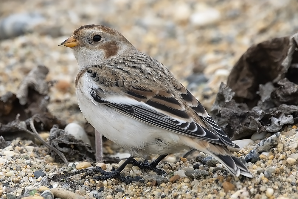 Snow bunting